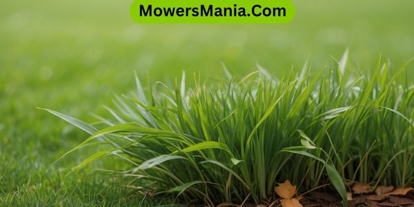 Choosing The Best Grass Types For A Cooler Autumn Climate