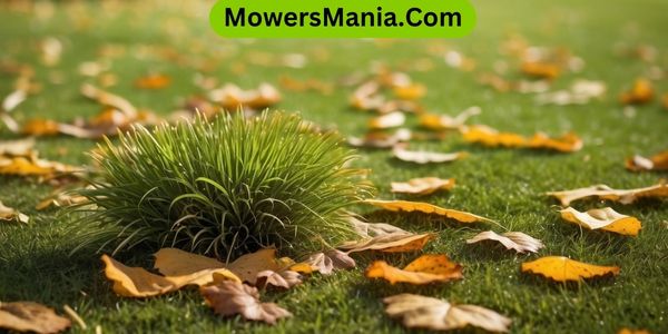 Effective Treatment Methods for Lawn Diseases