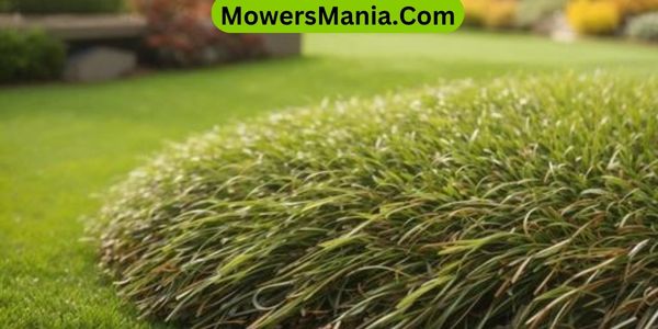 Enhanced Nutrient Uptake for Healthier Grass