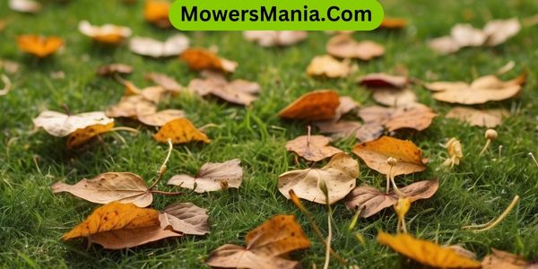 Expert Tips for Maintaining a Healthy Lawn in Fall
