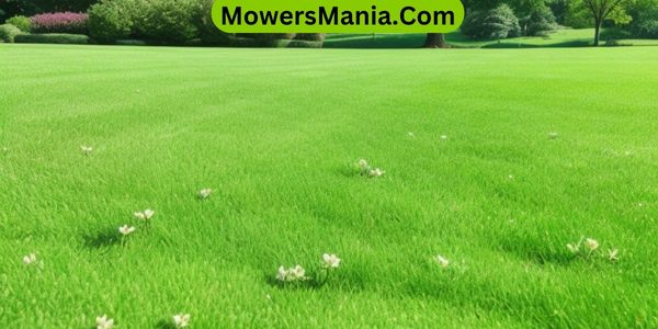 Is A Clover Lawn Better Than A Traditional Grass Lawn
