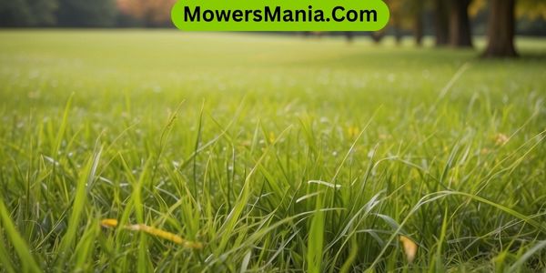 Maintaining Your Autumn Lawn