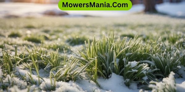 Protecting Grass From Frost And Snow