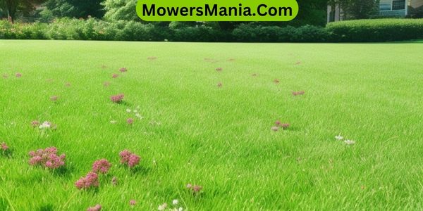Reasons Why a Clover Lawn is Better Than a Grass Lawn