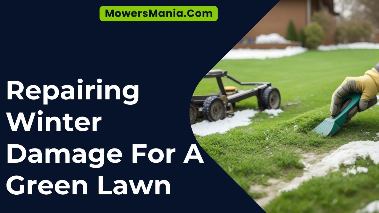 Repairing Winter Damage For A Green Lawn