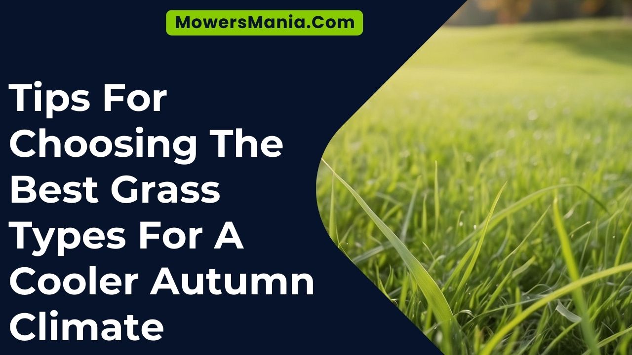 Tips For Choosing The Best Grass Types For A Cooler Autumn Climate