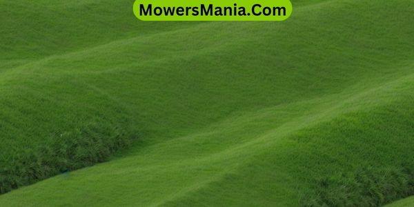 maintain a perfectly green lawn
