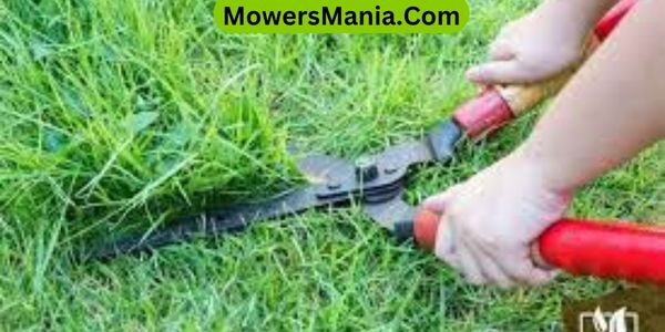 How To Cut Tall Grass Without A Mower
