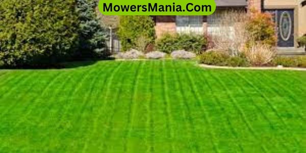 How To Make Grass Green and Fast